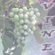 grapes_vine