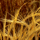 wheat1